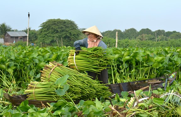 Water Hyacinth